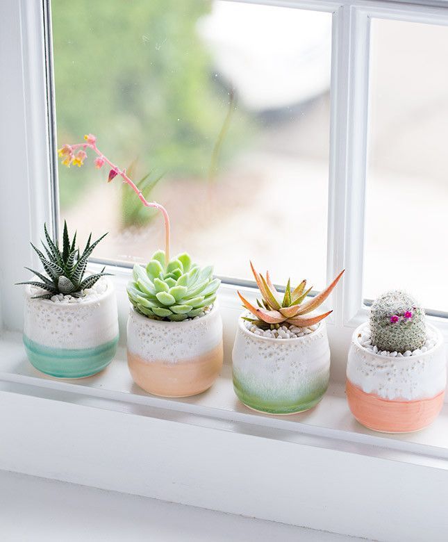 Why Succulents Make the Perfect Plants for Busy People 💚