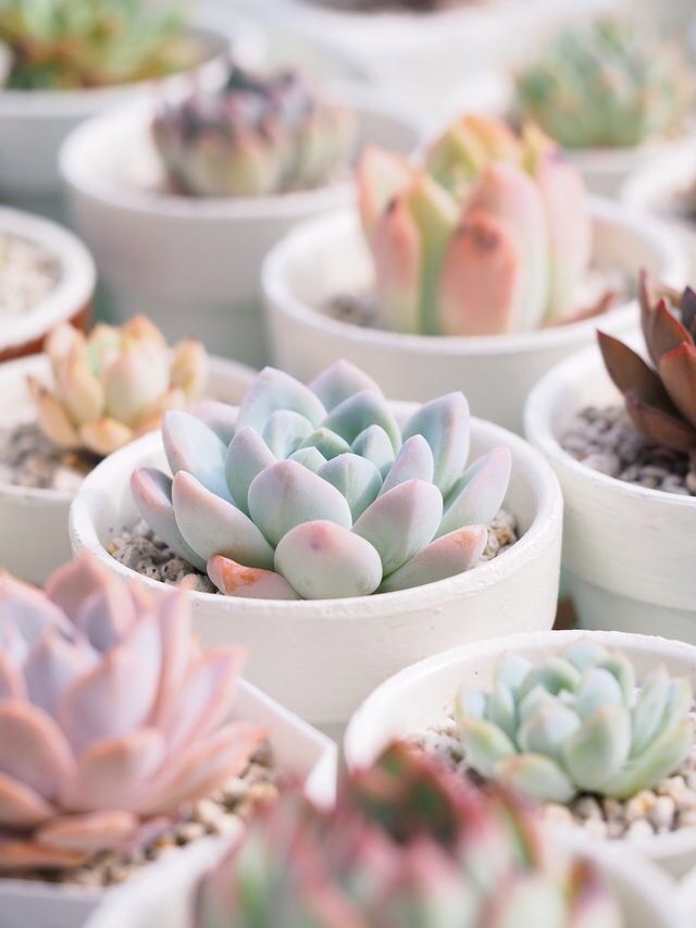 5 Most Popular Succulent Types Every Plant Lover Should Know