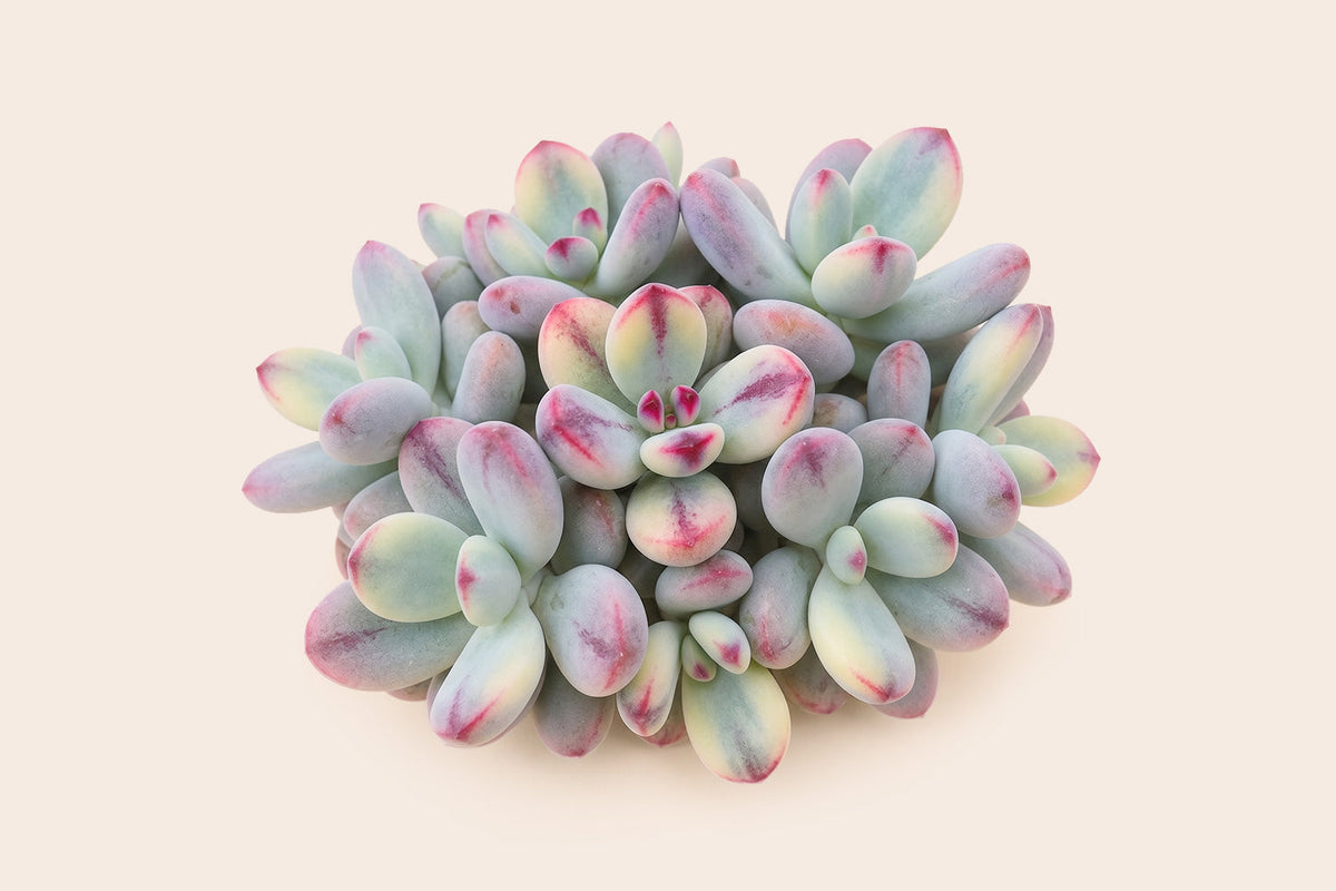 Cotyledon