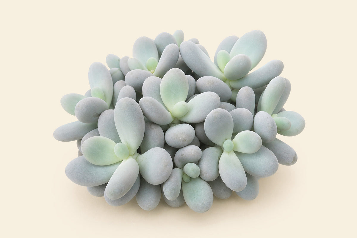 Pachyphytum
