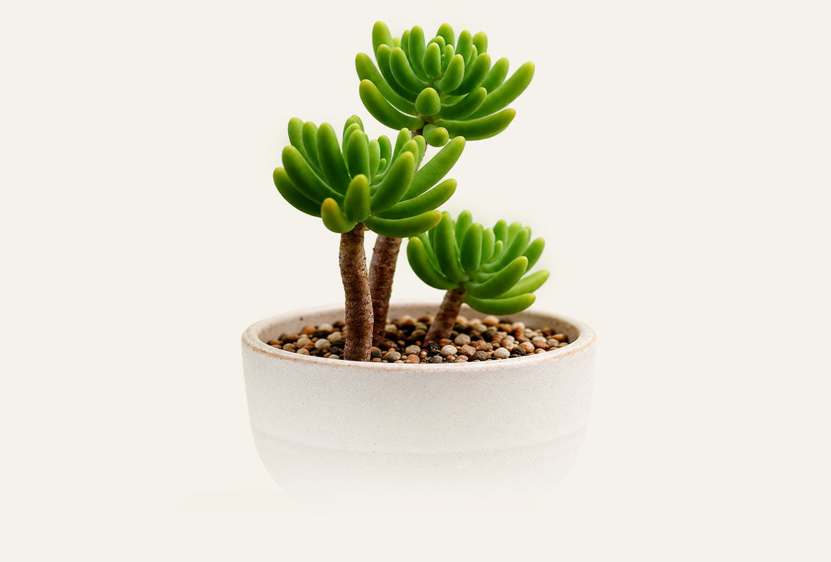 Sedum