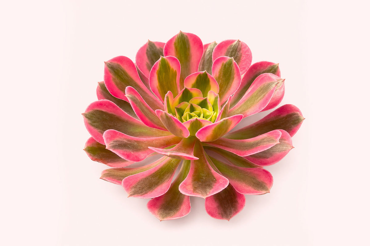 Aeonium