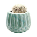 Green Ceramic Pot- Test