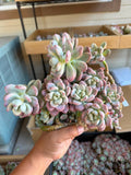 Graptoveria leisurely