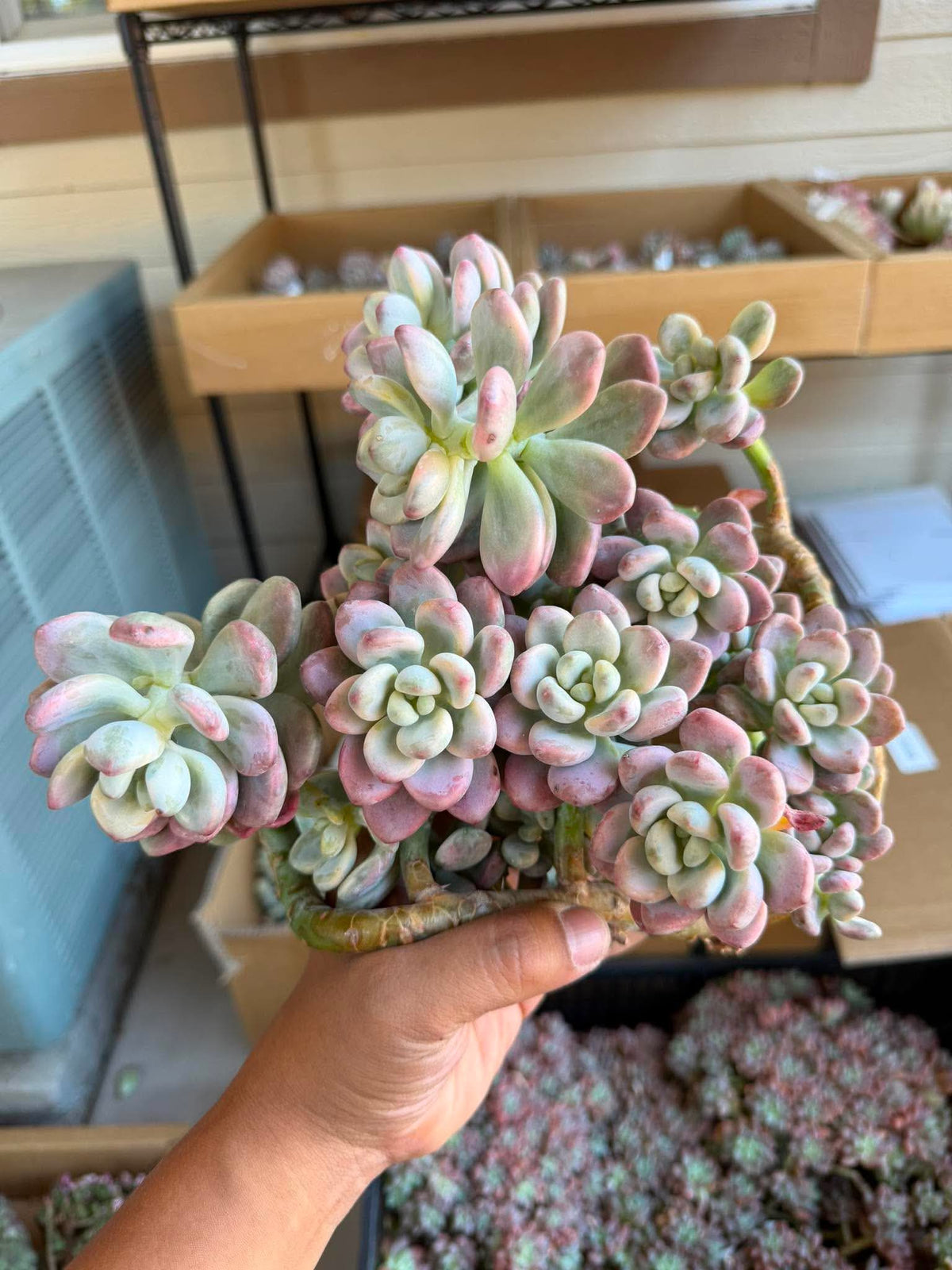 Graptoveria leisurely