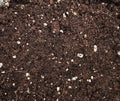 Succulent Soil Mix-Test