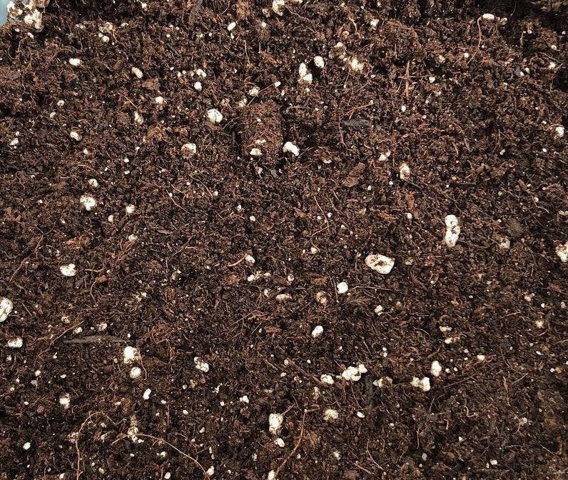 Succulent Soil Mix-Test