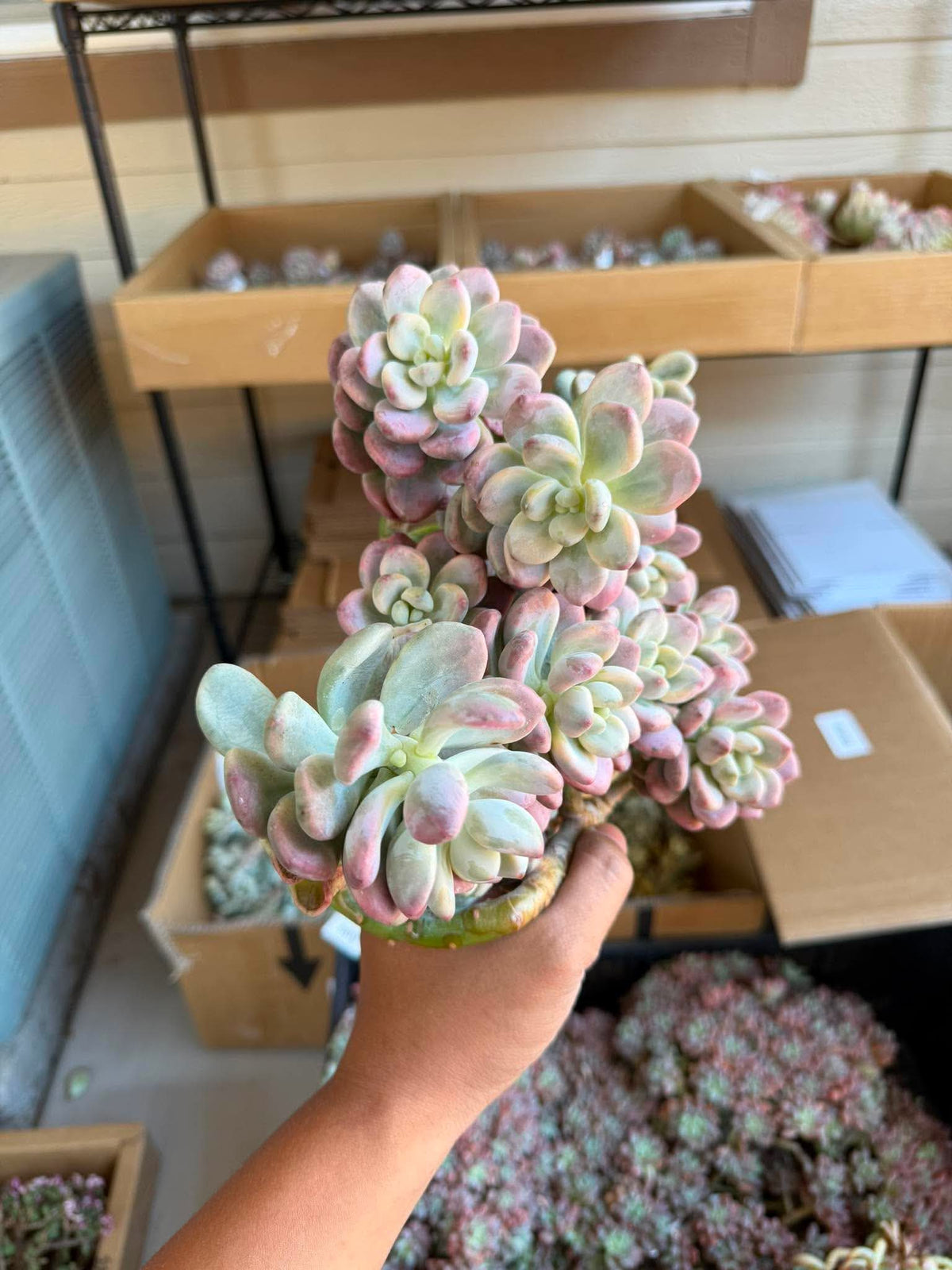 Graptoveria leisurely