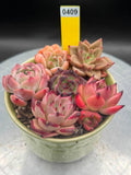 Echeveria Mix 6 pieces