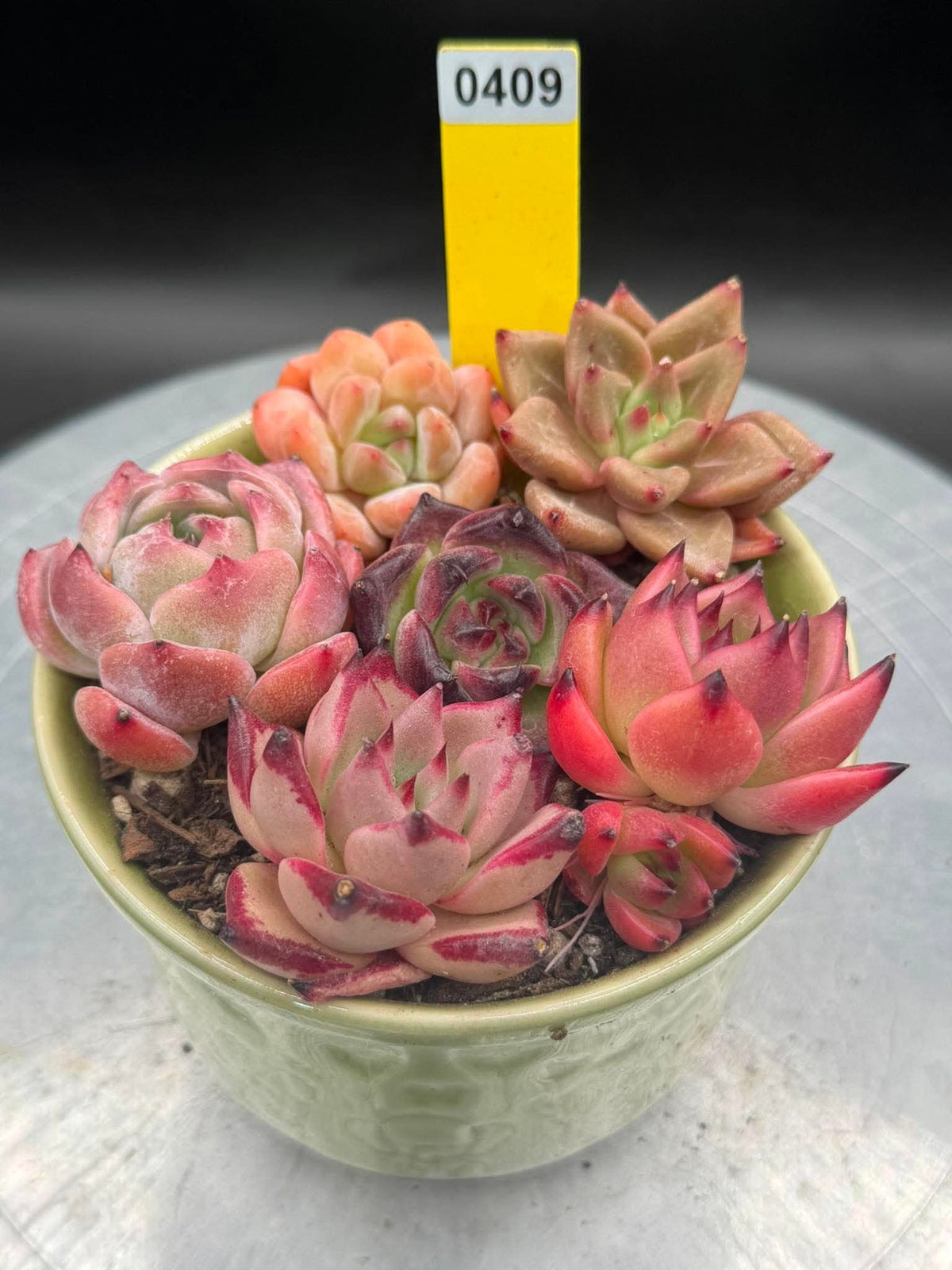 Echeveria Mix 6 pieces