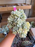 Graptoveria luoshen