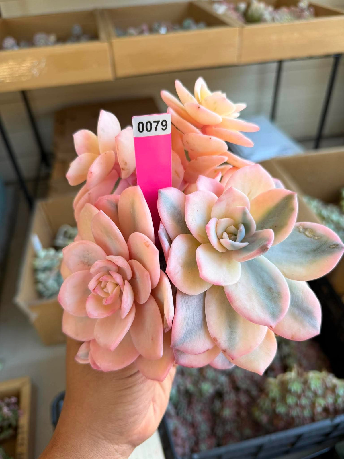 Echeveria milk tea