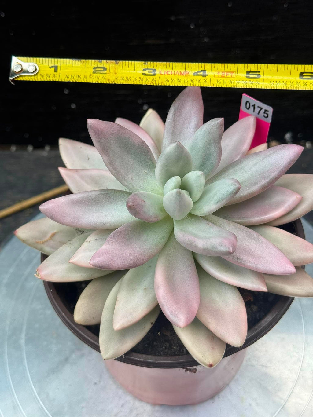 Echeveria Ruby Donna Variegated in 6" pot