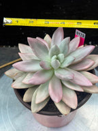 Echeveria Ruby Donna Variegated in 6" pot