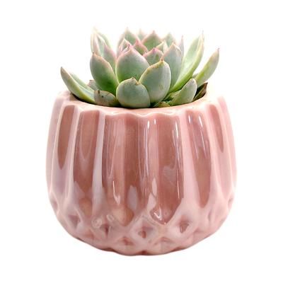 Pink Ceramic Pot- Test