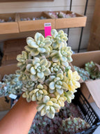 Graptoveria luoshen