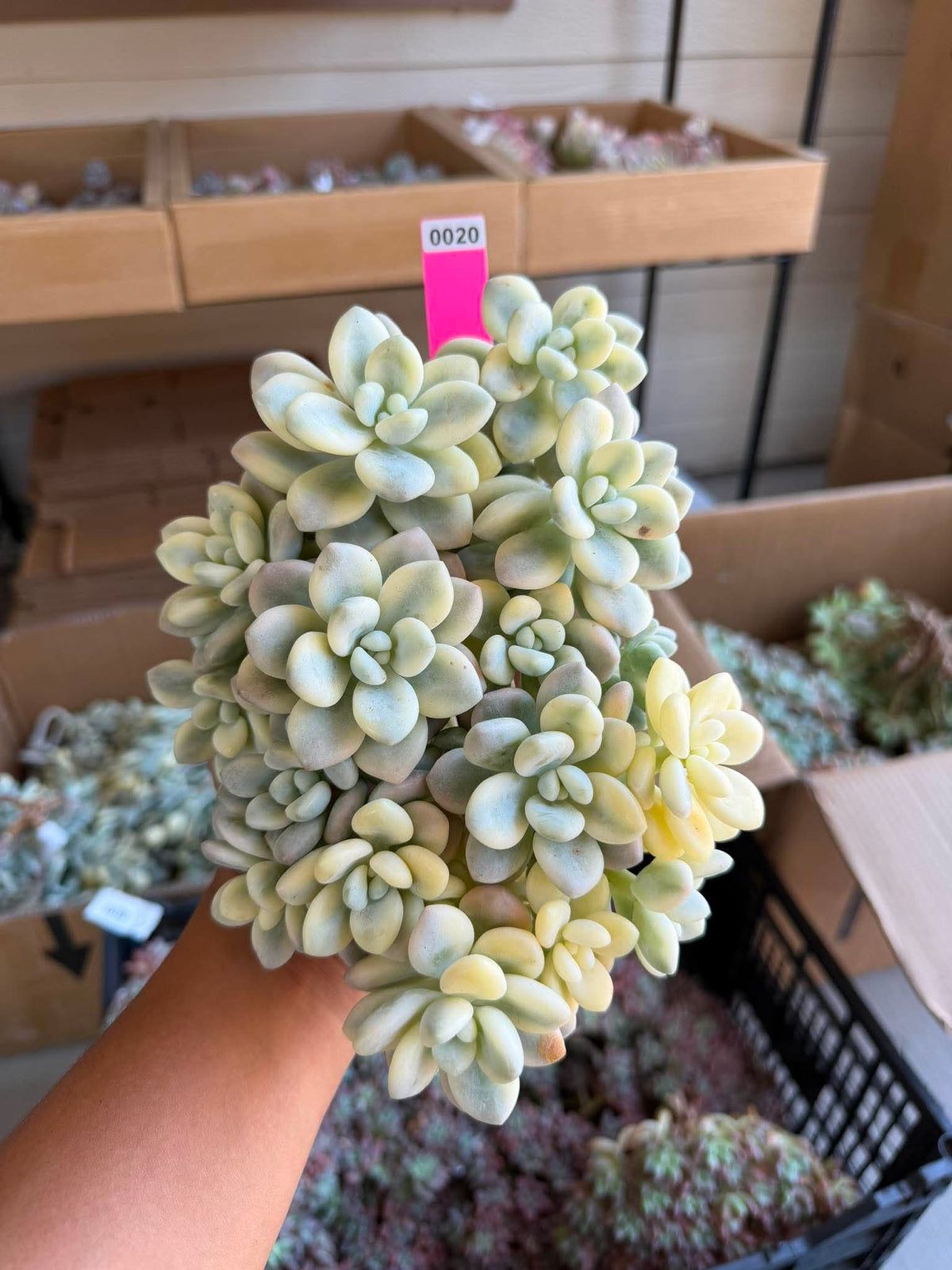 Graptoveria luoshen
