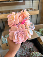 Echeveria milk tea
