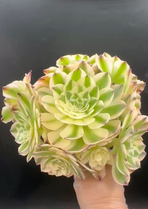Aeonium Elizabeth Cluster