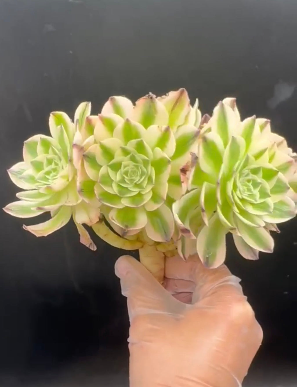 Aeonium Elizabeth Cluster