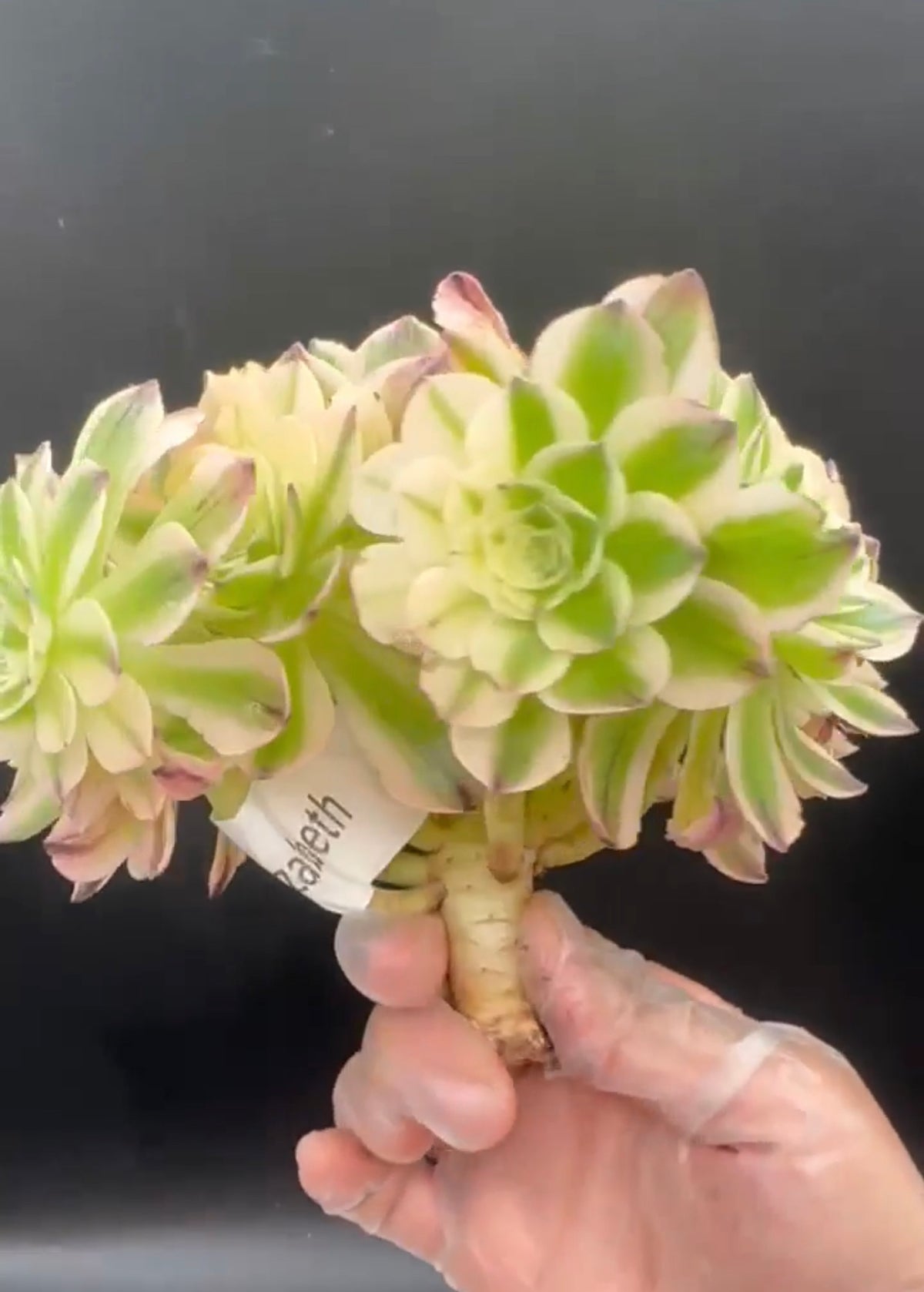 Aeonium Elizabeth Cluster