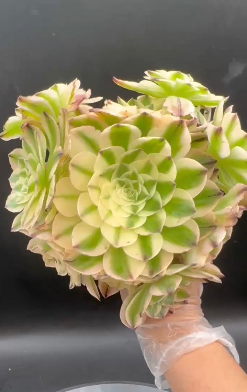 Aeonium Elizabeth Cluster