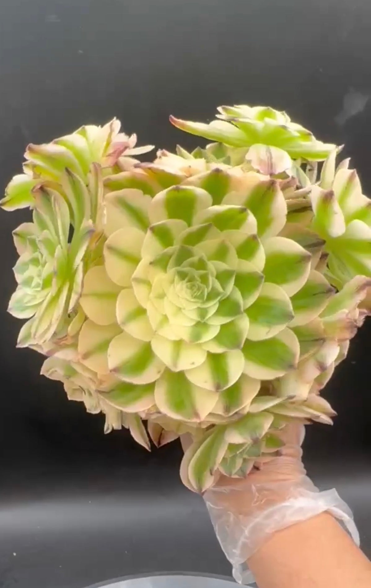 Aeonium Elizabeth Cluster