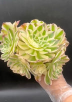 Aeonium Elizabeth Cluster