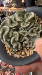 Strombo Cactus Crested