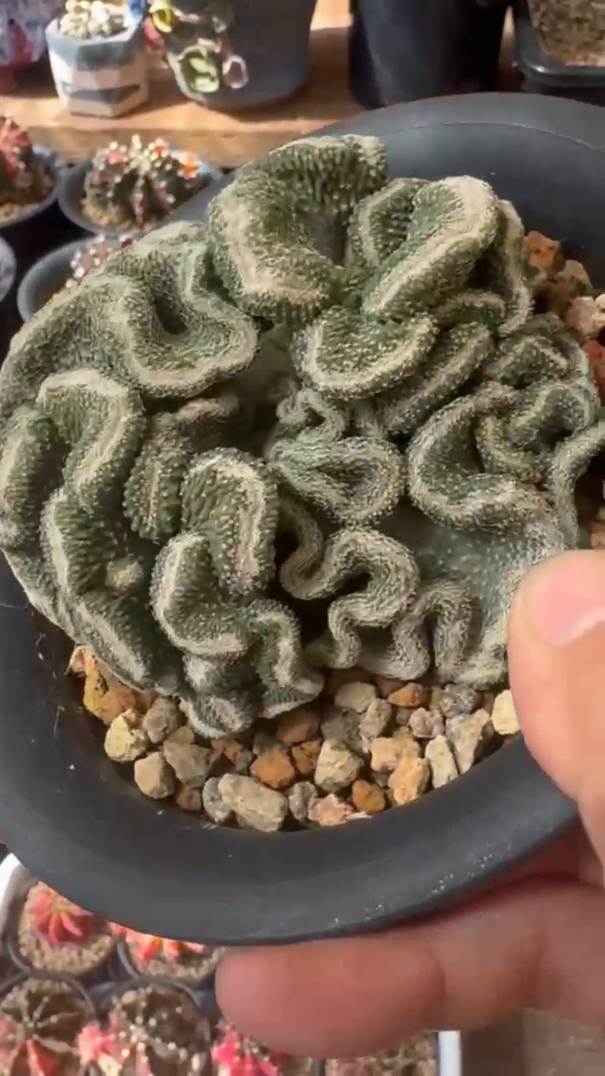 Strombo Cactus Crested