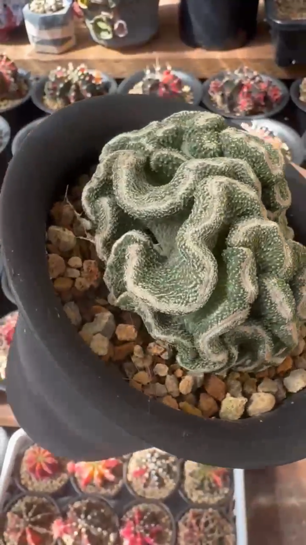 Strombo Cactus Crested