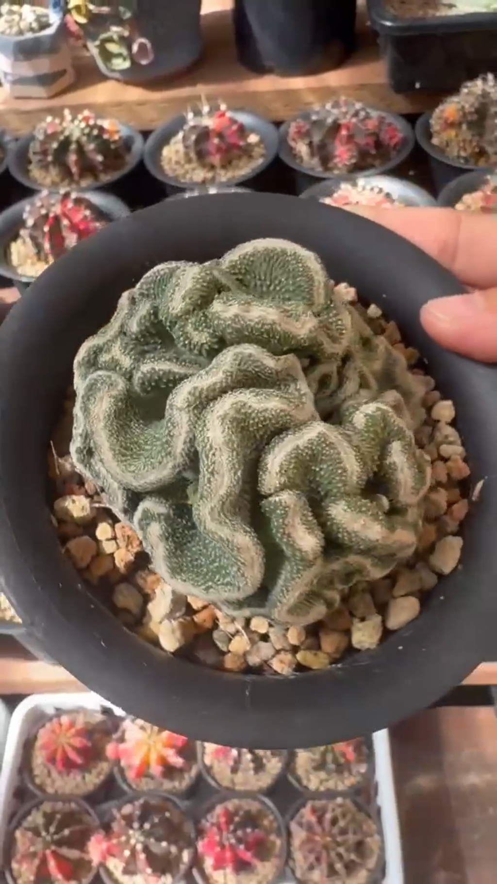 Strombo Cactus Crested