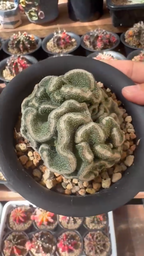 Strombo Cactus Crested