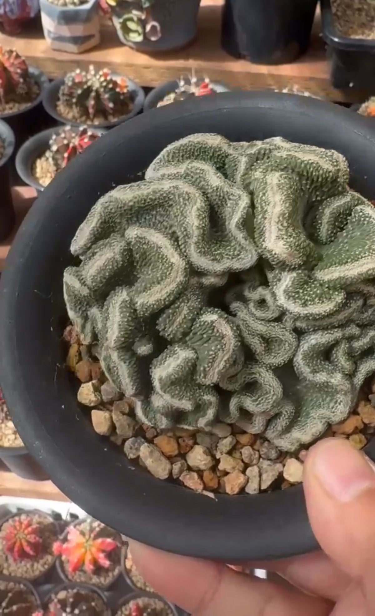 Strombo Cactus Crested