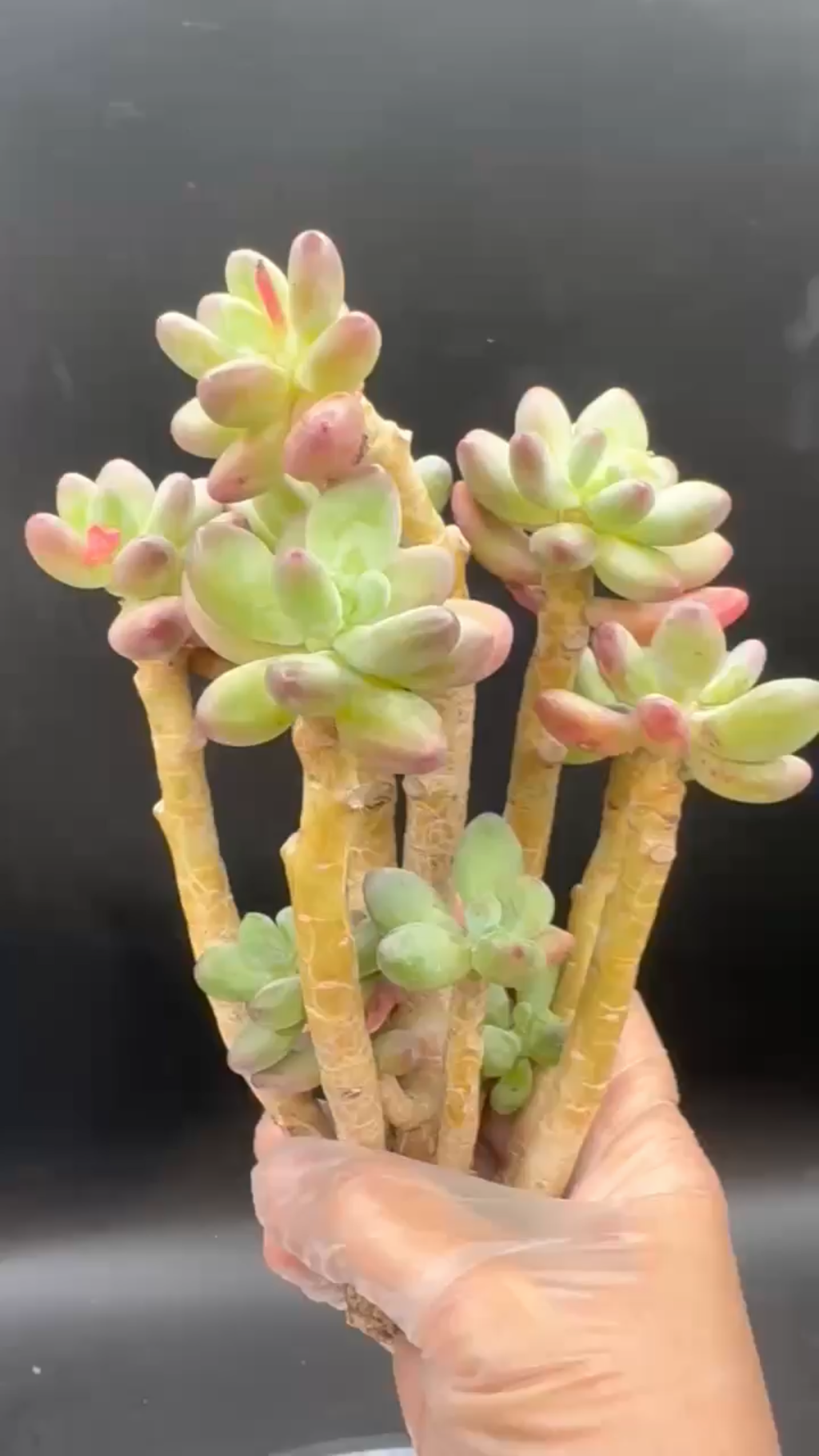 Pachyphytum Blue Apple