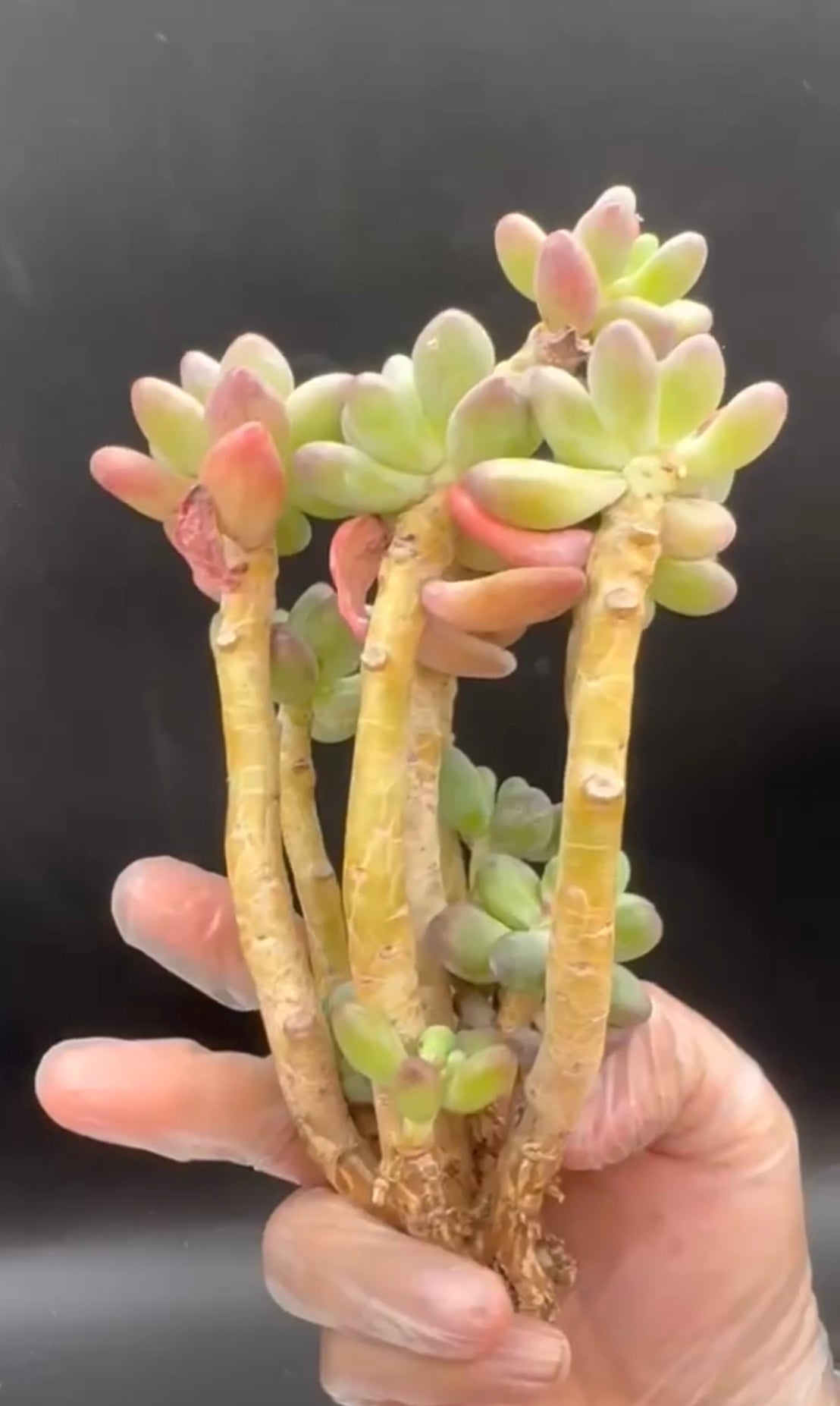 Pachyphytum Blue Apple