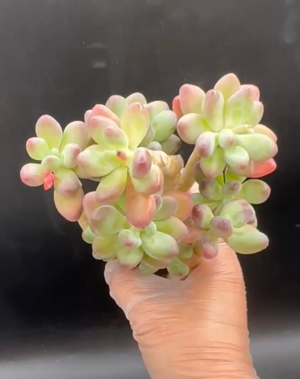 Pachyphytum Blue Apple