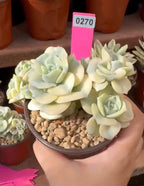 Lovely Rose Variegated