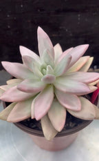 Echeveria Ruby Donna Variegated in 6" pot