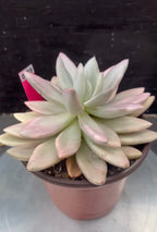 Echeveria Ruby Donna Variegated in 6" pot