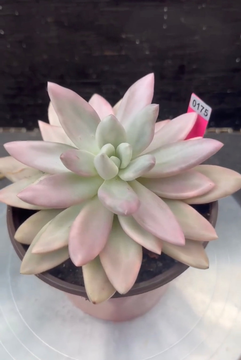 Echeveria Ruby Donna Variegated in 6" pot