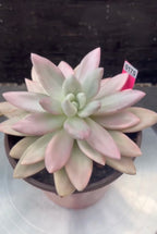 Echeveria Ruby Donna Variegated in 6" pot
