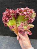 Aeonium Pink Lady Crest Cutting