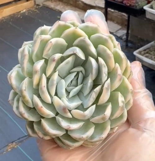 Echeveria Perfume Variegated GC