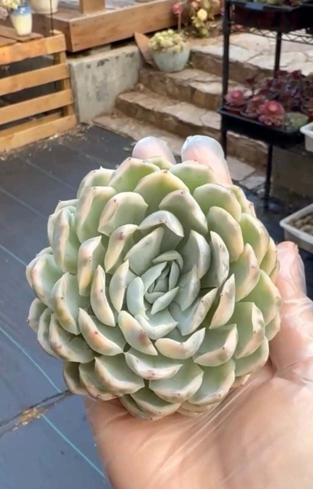 Echeveria Perfume Variegated GC