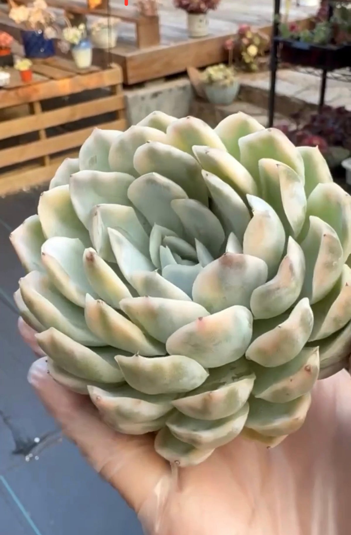 Echeveria Perfume Variegated GC