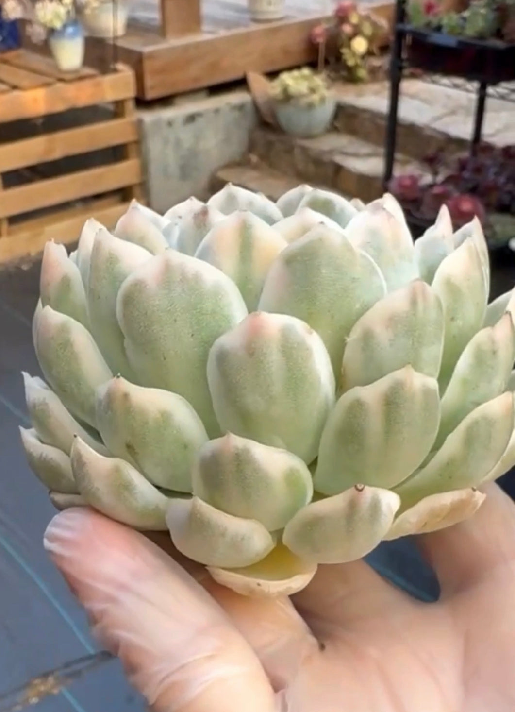 Echeveria Perfume Variegated GC