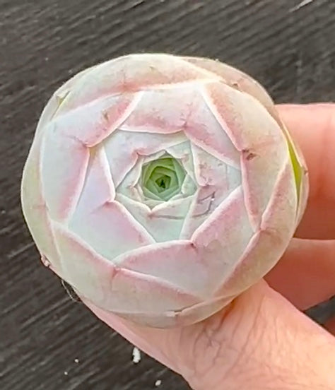 Greenovia Pink Balloon Single Head GC