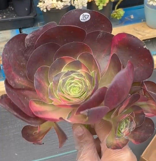 Aeonium Diamond Rose Variegated