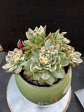 Echeveria Jubilee Variegated Cluster